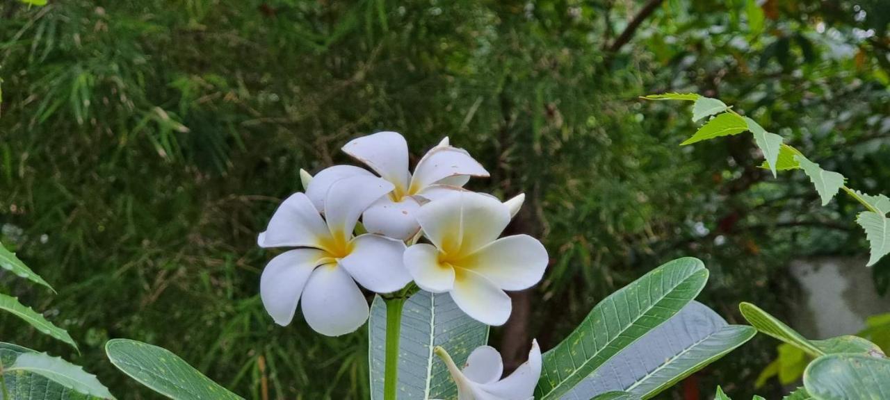 Sriyan Villa Beruwala Kültér fotó